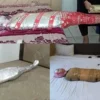 Compilation Ver.25 : Many-Layers Mummification (3 in 1)