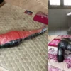 Compilation Ver.48 : Extreme Mummification (3 in 1)